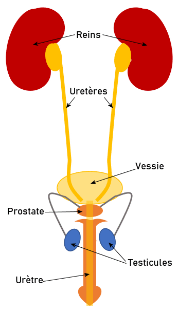 tratamentul prostatitei conform politicii prostatită scurgeri de urină